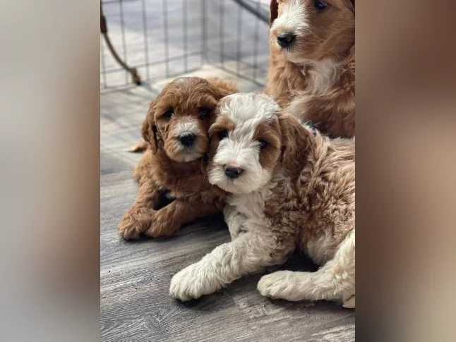 Chiots Goldendoodle
