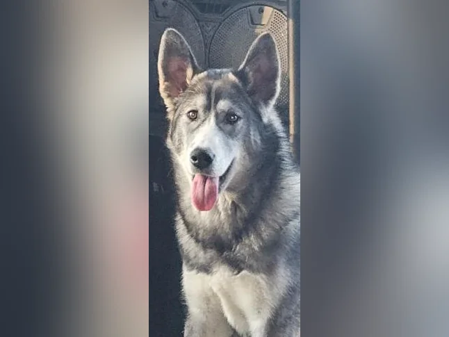 Husky sibérien pur femelle 7 mois