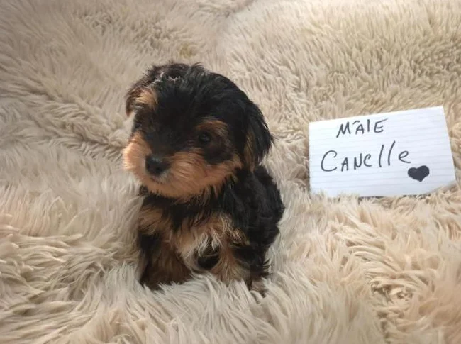 Chiots Yorkshire Morkie (Mâles et femelles) thumbnail 7