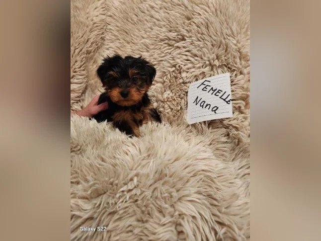 Chiots Yorkshire Morkie (Mâles et femelles) thumbnail 9