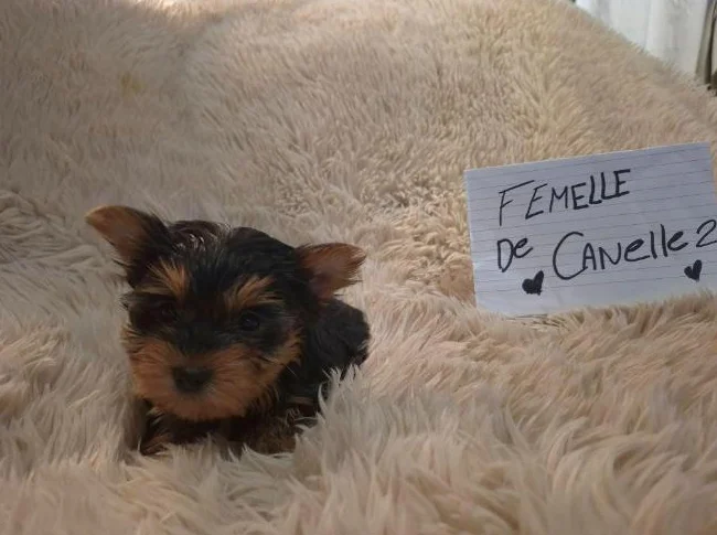 Chiots Yorkshire Morkie (Mâles et femelles) thumbnail 6