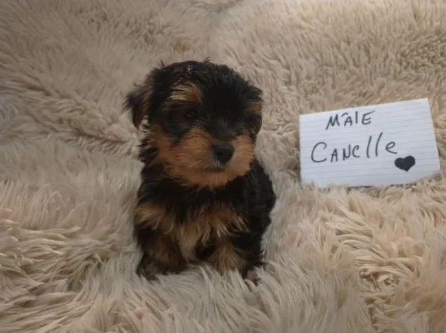 Chiots Yorkshire Morkie (Mâles et femelles) thumbnail 8