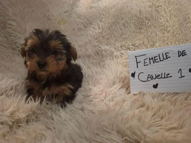 Chiots Yorkshire Morkie (Mâles et femelles) thumbnail 3