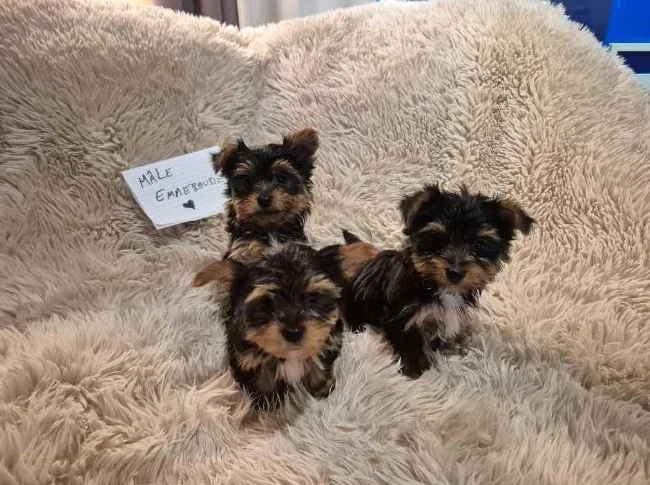 Chiots Yorkshire Morkie (Mâles et femelles) thumbnail 2