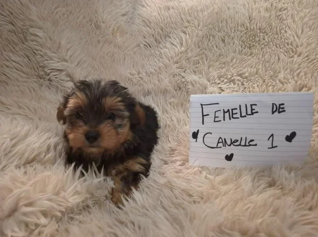 Chiots Yorkshire Morkie (Mâles et femelles) thumbnail 4
