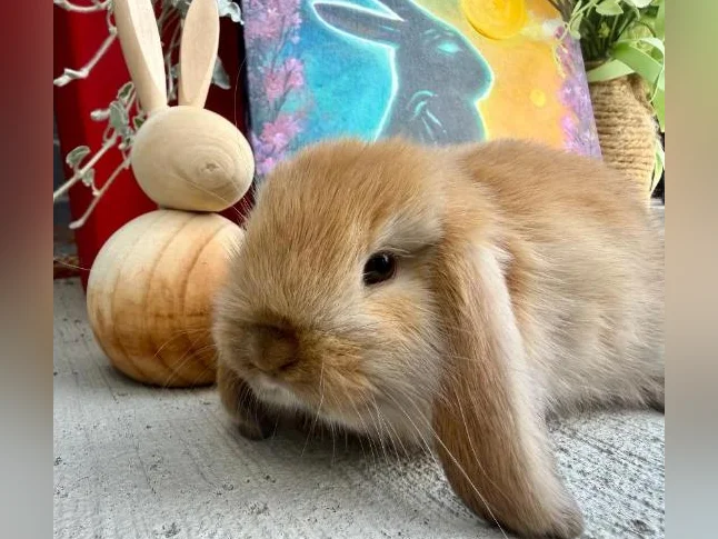 Bébé Lapin Bélier Hollandais(kit depart inclus) thumbnail 3
