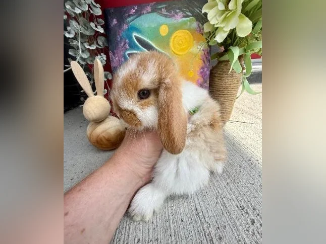 Bébé Lapin Bélier Hollandais(kit depart inclus) thumbnail 4