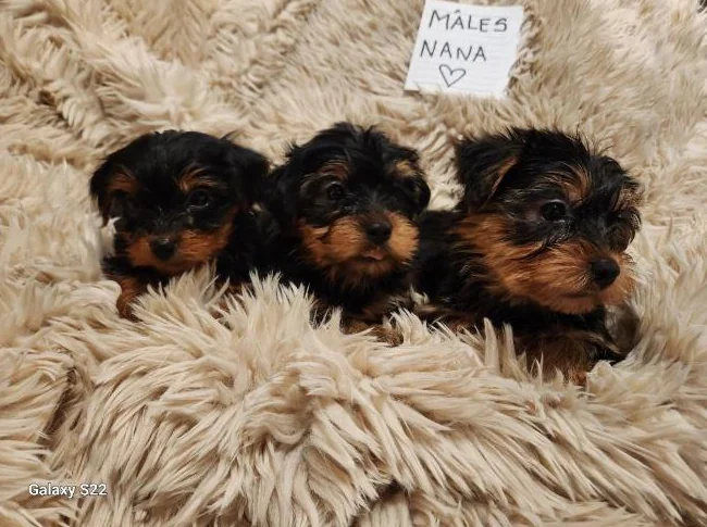 Chiots Yorkshire Morkie prêts pour l'adoption thumbnail 5