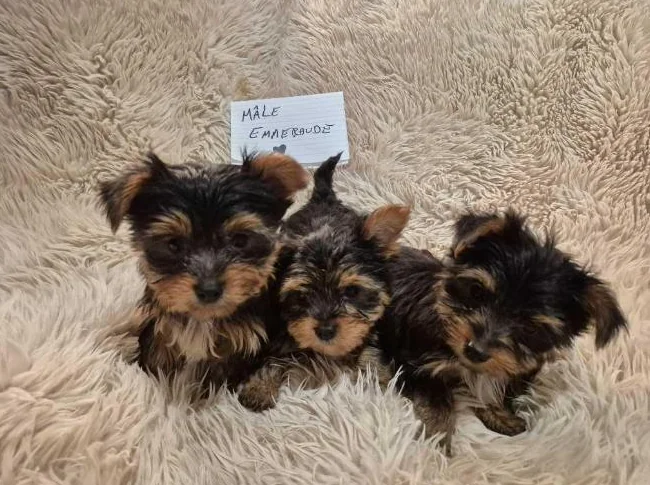 Chiots Yorkshire Morkie prêts pour l'adoption