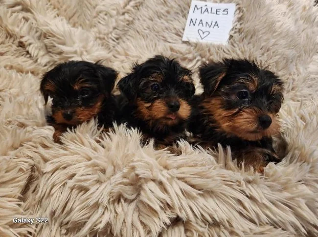 Chiots Yorkshire Morkie prêts pour l'adoption thumbnail 6
