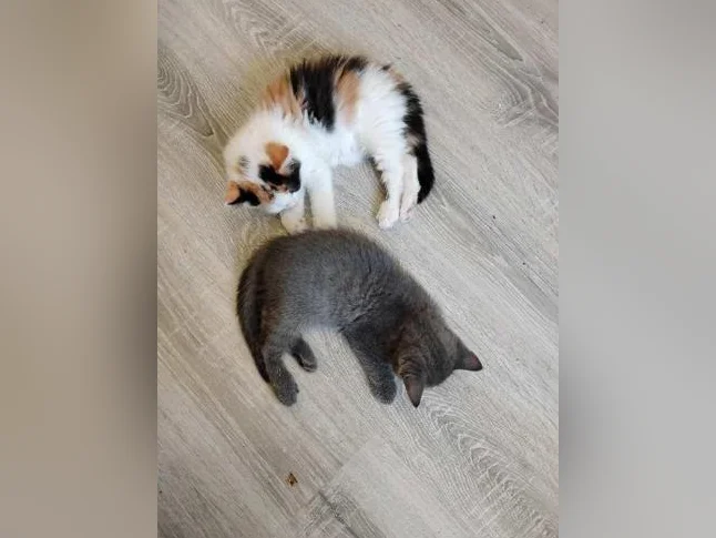 Trois adorables chatons sont disponibles à l'adoption.