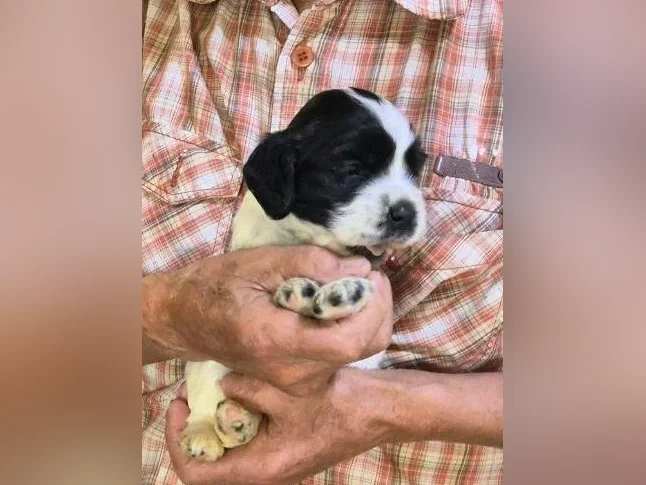 Chiots cocker Americain thumbnail 4