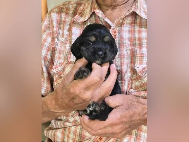 Chiots cocker Americain thumbnail 7