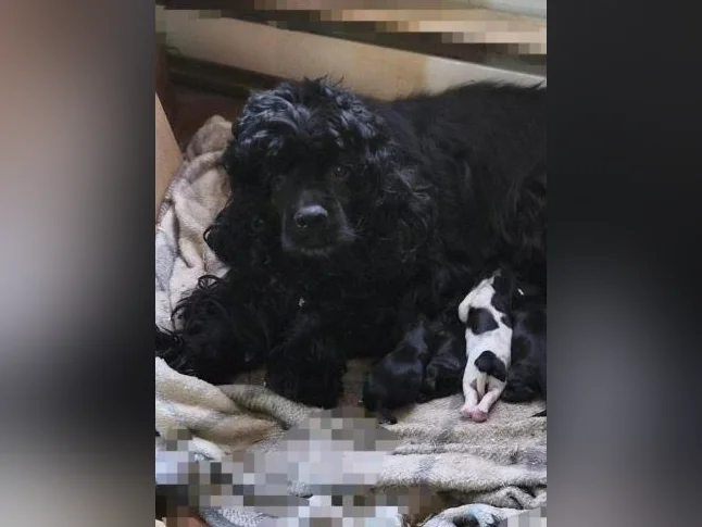 Chiots cocker Americain thumbnail 9