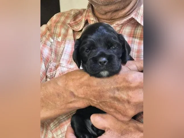Chiots cocker Americain thumbnail 6