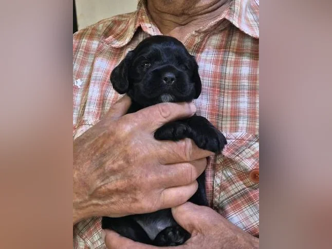 Chiots cocker Americain thumbnail 3