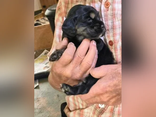 Chiots cocker Americain thumbnail 8