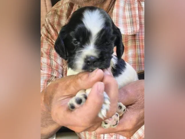 Chiots cocker Americain thumbnail 2
