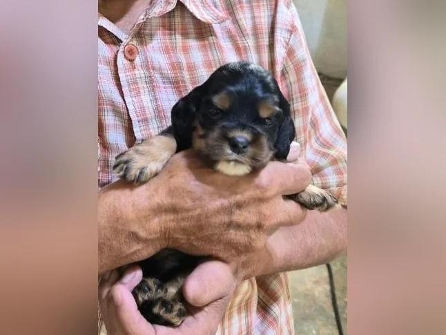 Chiots cocker Americain thumbnail 10