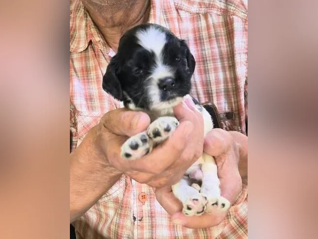 Chiots cocker Americain