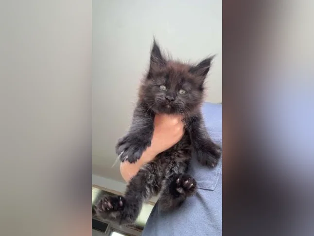 Maine coon thumbnail 4