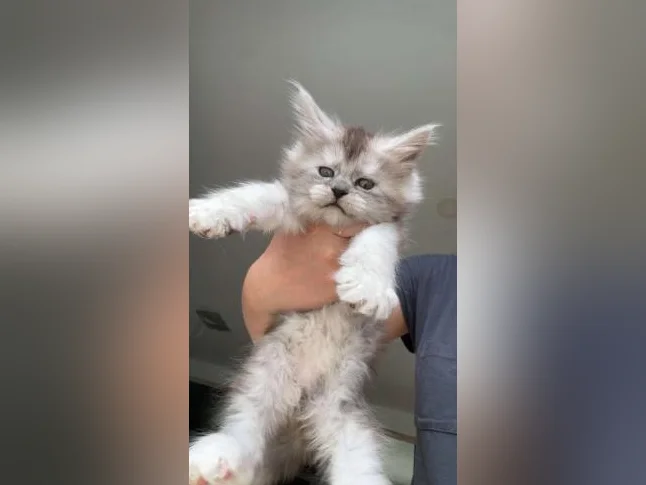 Maine coon thumbnail 2