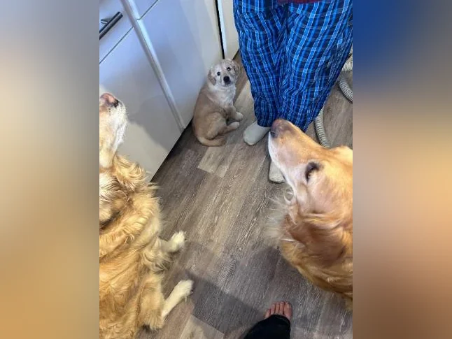 Chiots Golden Retriever à vendre thumbnail 6