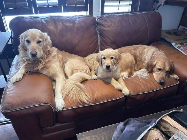 Chiots Golden Retriever à vendre thumbnail 7