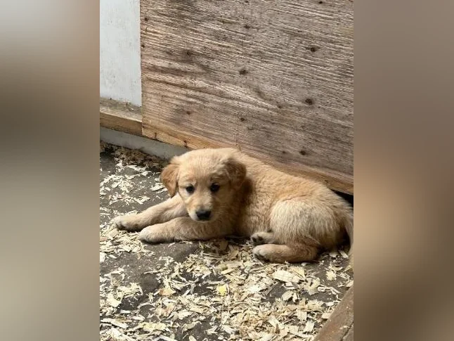 Chiots Golden Retriever à vendre thumbnail 4