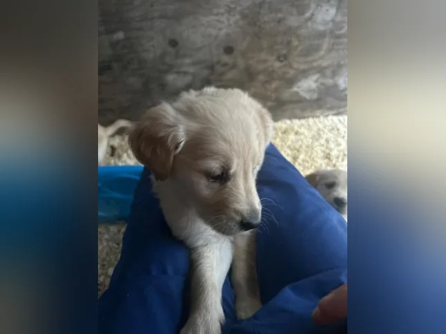 Chiots Golden Retriever à vendre thumbnail 2