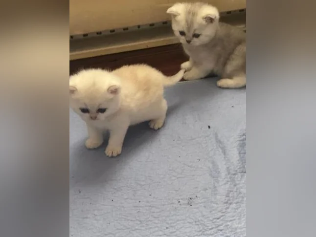 British shorthair purebred thumbnail 2