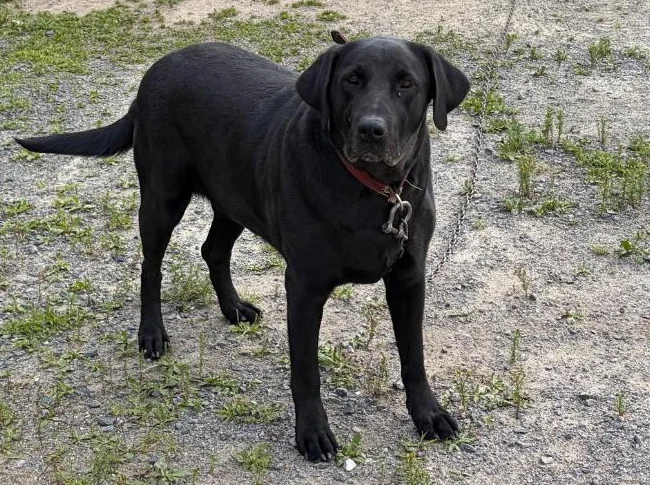 Chienne Labrador