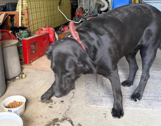 Chienne Labrador thumbnail 2