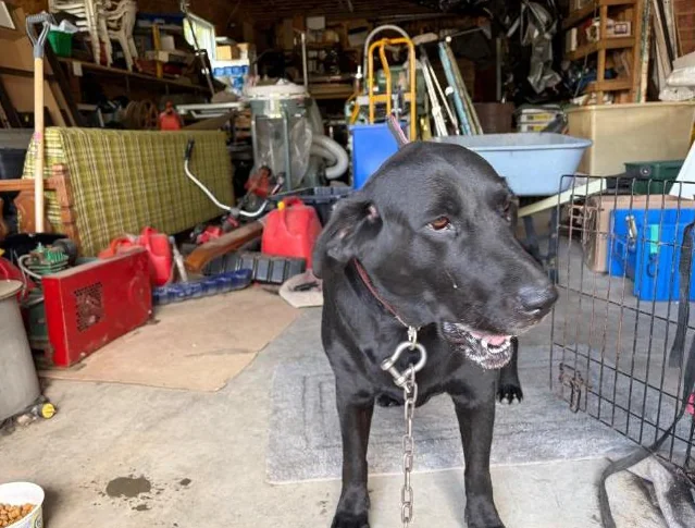 Chienne Labrador thumbnail 3