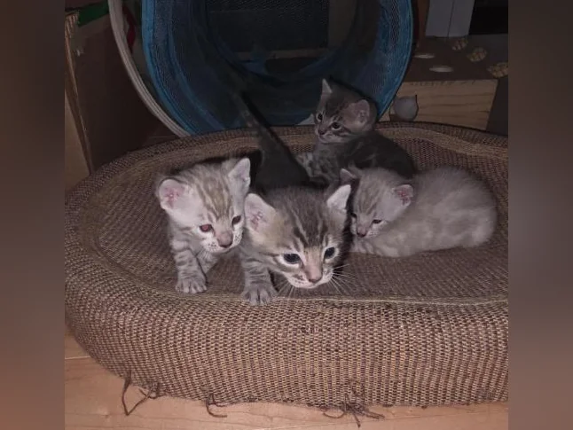 Chatons Bengal thumbnail 4
