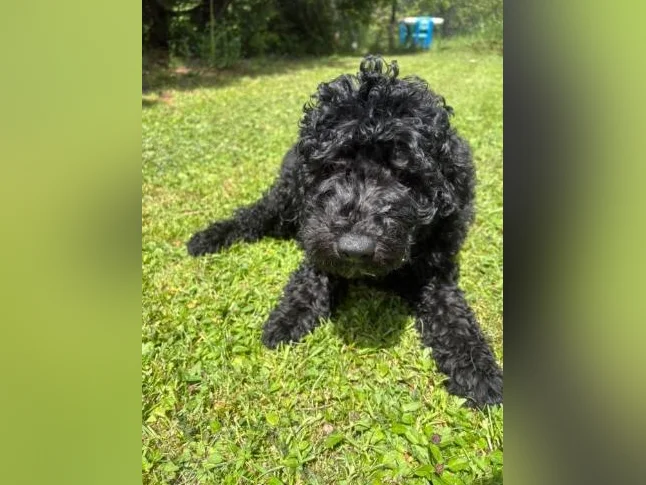 Chiots Caniche entre 25 et 30 livres