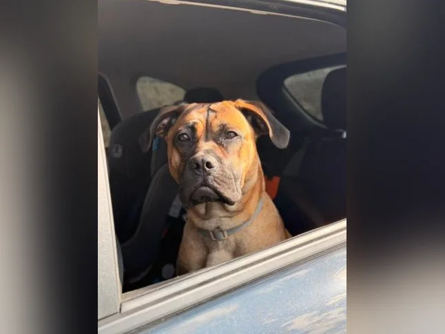 Cane corso x boxer
