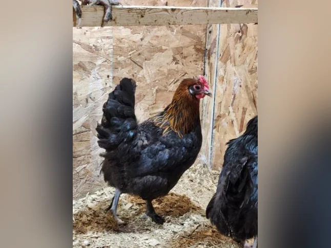Poule Maran Cuivré