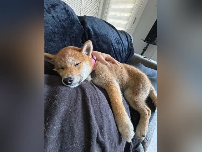 Shiba Inu pure race avec accessoires