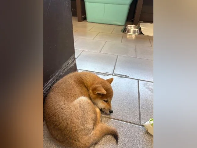 Shiba Inu pure race avec accessoires thumbnail 3