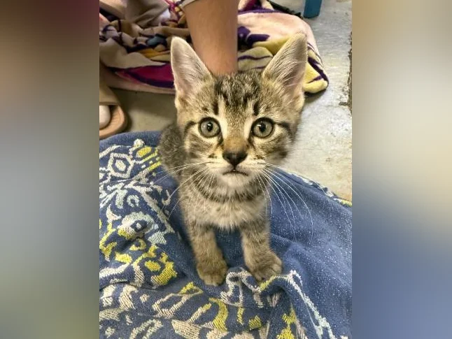 Chatons à donner