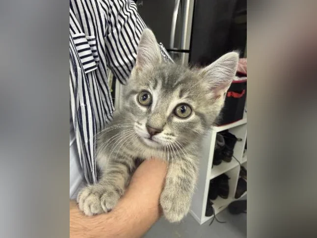 Chatons à donner thumbnail 3