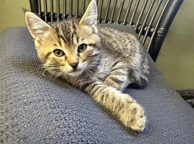 Chatons à donner thumbnail 2