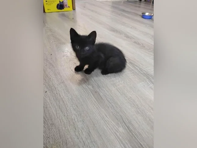 Deux adorables chatons à donner thumbnail 4