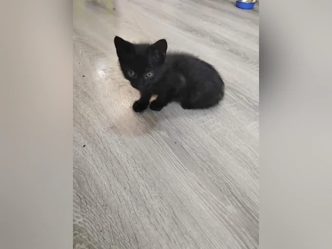 Deux adorables chatons à donner thumbnail 6
