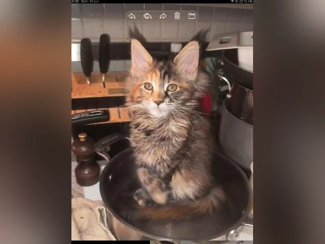 Mainecoon tica thumbnail 6