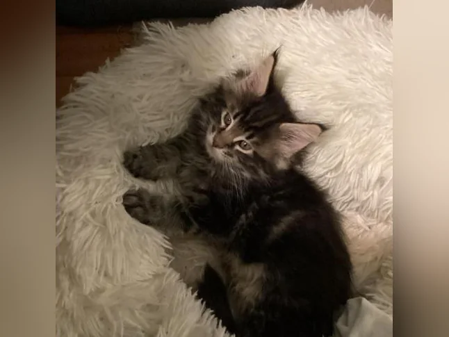 Mainecoon tica thumbnail 3