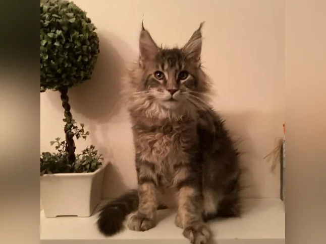 Mainecoon tica thumbnail 9