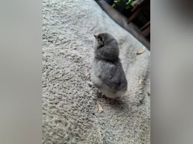 Poussins Welsumer et Olive egger thumbnail 2