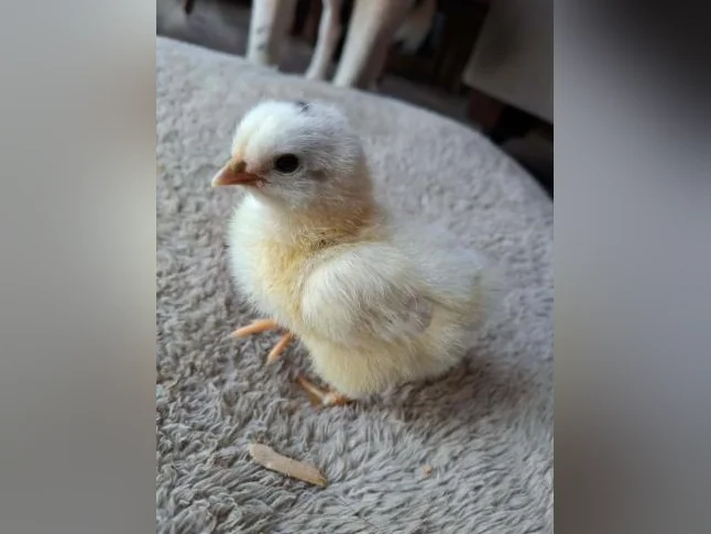 Poussins Welsumer et Olive egger thumbnail 3
